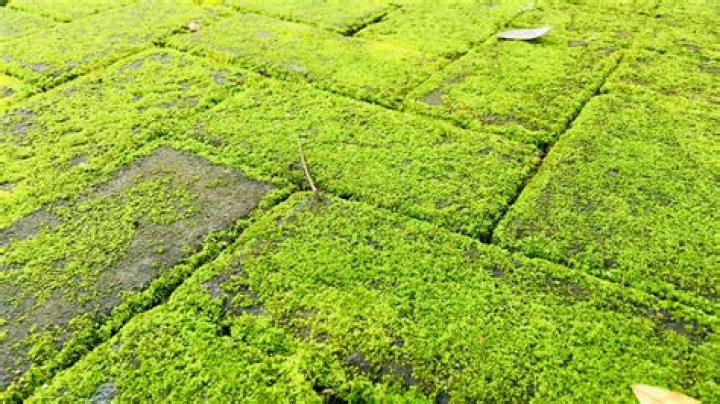I’m a gardening expert – the simple way to kill moss from your driveway for just 60p using this household item