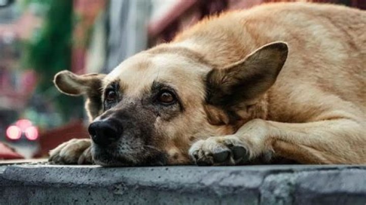 IMSKIRBY Leaked Dog: Understanding The Phenomenon And Its Implications