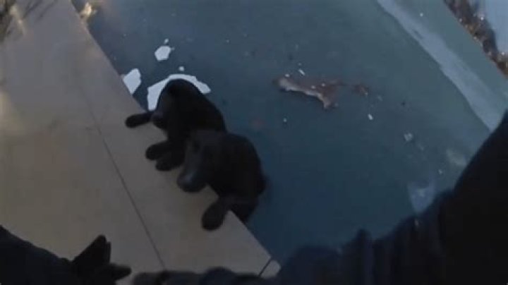 Indiana police officer rescues dogs from icy pond