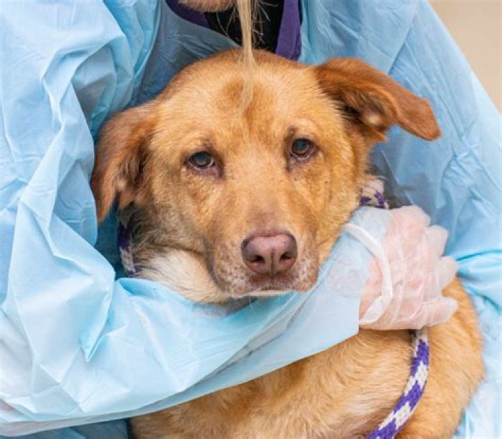 Injured Tipton dogs fought for food before rescue, officials allege