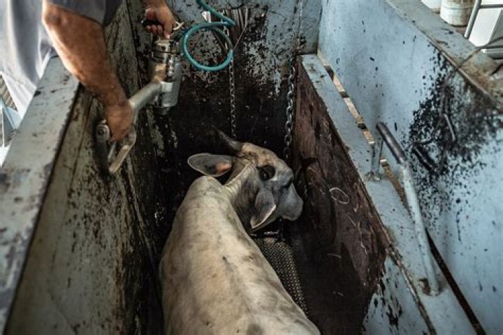 Inside one of Britain's largest halal slaughter houses where poorly trained slaughtermen hack open terrified sheep's throats