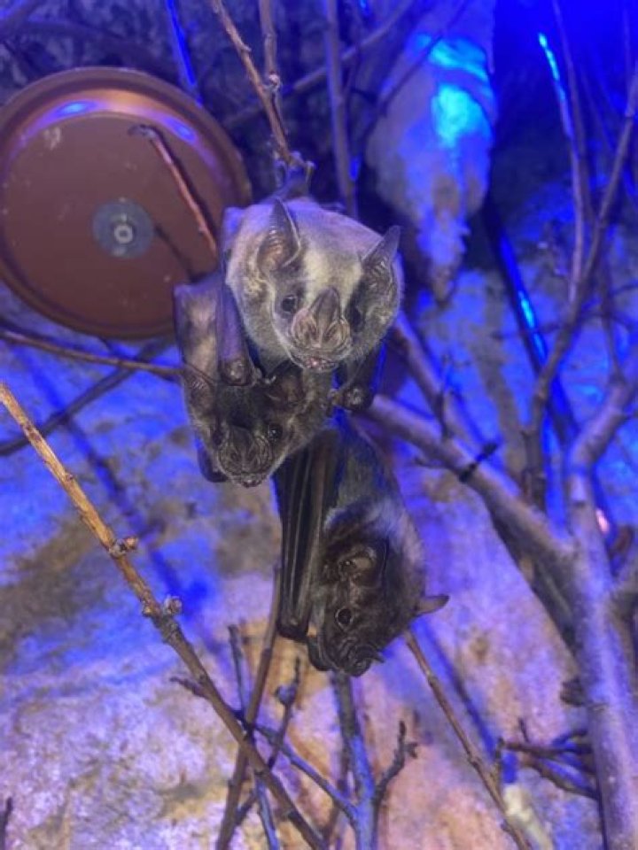 Iowa zoo adds new tiger, otter, bats & birds