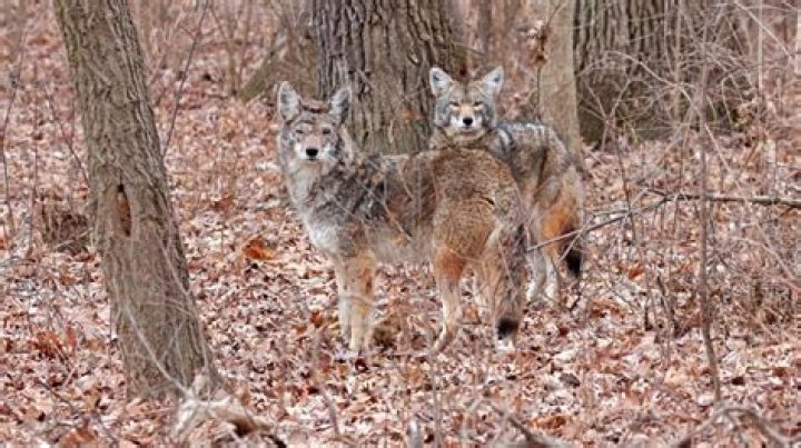 Is it legal to kill a coyote in Illinois?