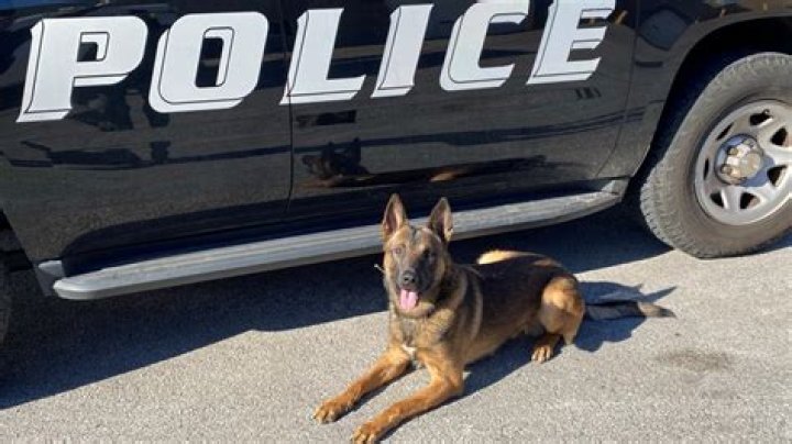 K-9 officer Dino will receive protective vest