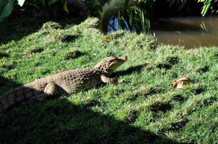 Lizard Of Singapore: The Fascinating World Of Singapore's Reptilian Residents