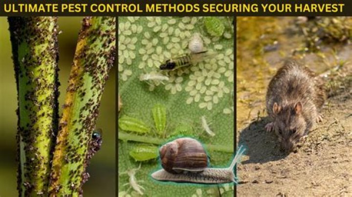 Lost Ark: Pest Control Guide