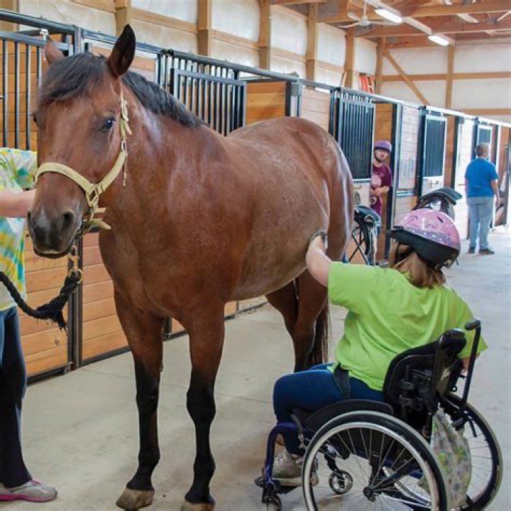 Meet the therapy horses spreading smiles in Illinois