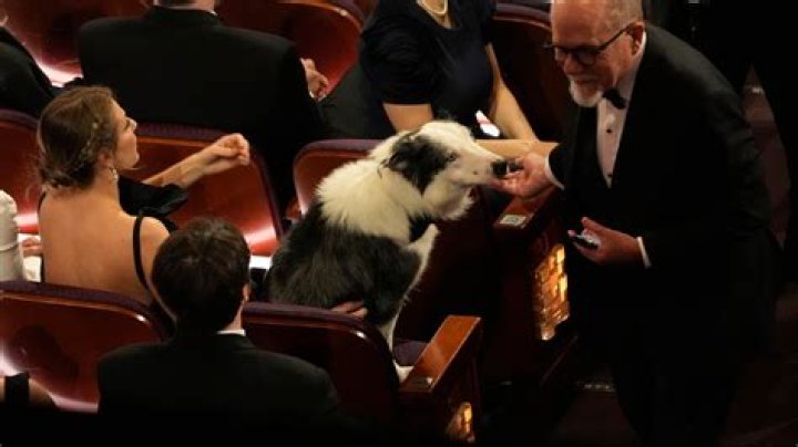 Messi the celebrity dog made it to the Oscars. Here’s how the show pulled off his (clapping) cameo