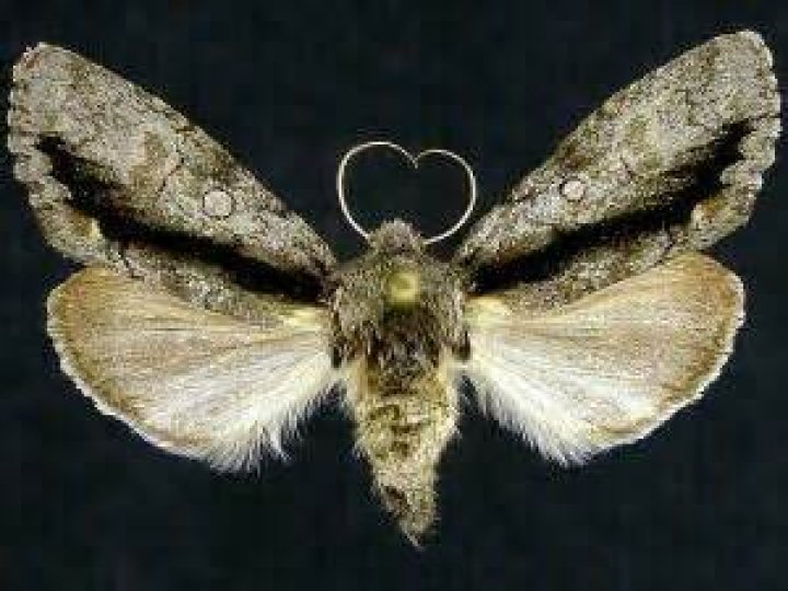 Moth Photographers Group – Psaphida electilis – 10012