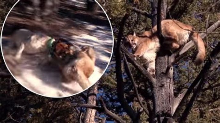 Mountain Men Season 8: Dramatic moment cougar fights dog caught on camera, but who is leaving?