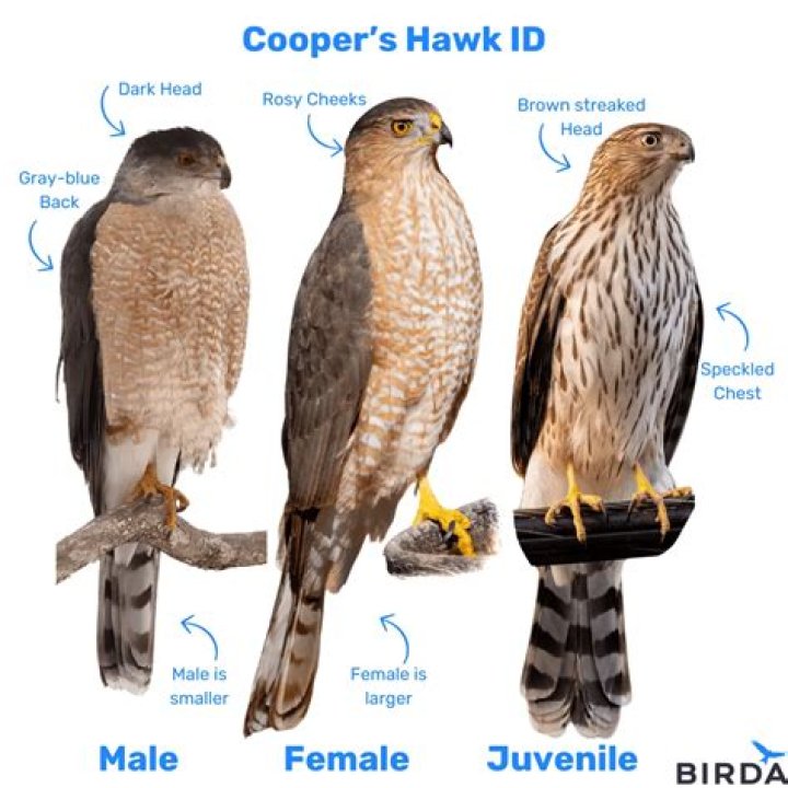 Observation Visual Test: If you have Hawk Eyes Find the Number 9273 among 6273 in 15 Secs