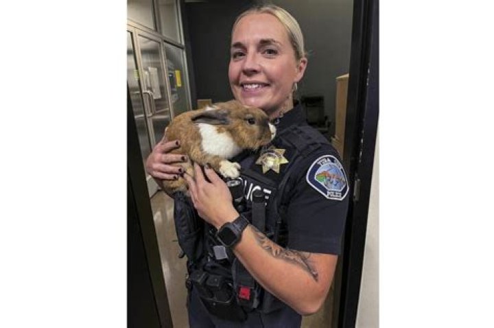 Officer Cottontail? Bunny joins police force. Fur real.