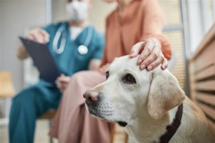 OR veterinary specialists work to identify respiratory disease among dogs