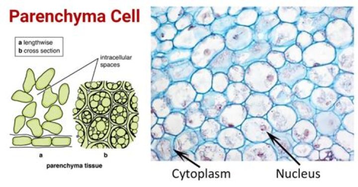 الخلايا البرنشيمية parenchyma cells خلايا رقيقة الجدران. – تريندات 2024