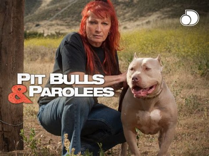 ‘Pit Bulls and Parolees’ Season 5, Episode 8: “Rescuing the Holidays”