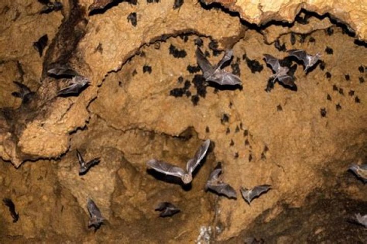 Rabid bats found in Rock Island County, other Illinois areas