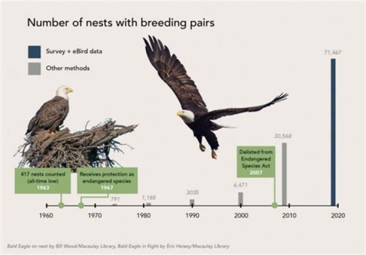 Results of bald eagle count show more birds this year