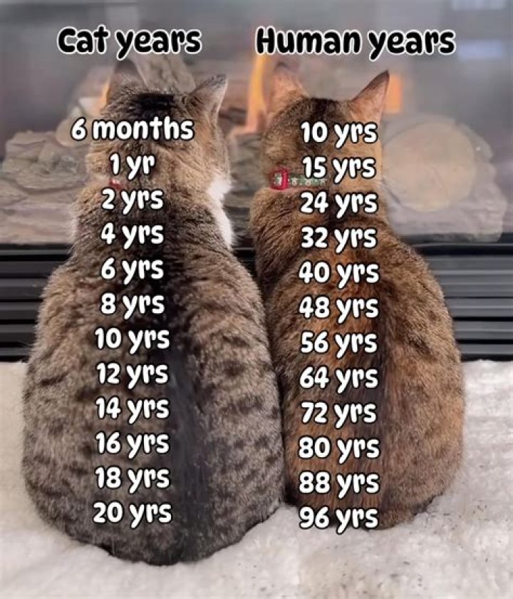 Reyn Doi Age, How Old Is He? Height, Birthday, Bio, Family, Facts