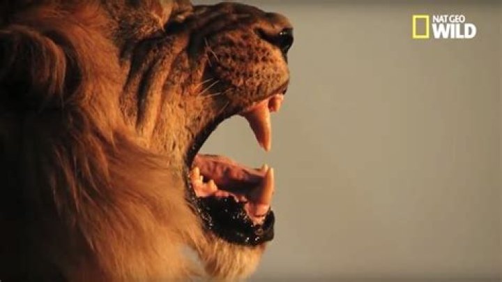 Ruler of the pride Sekekama smells betrayal on Savage Kingdom: Uprising – exclusive clip
