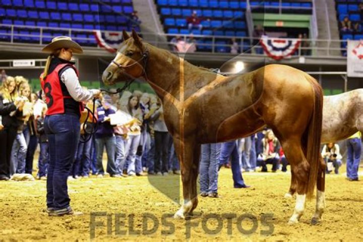 Sherrard FFA students win state horse judging contest