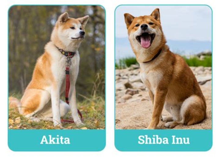 
SHIB
SHIBA INU Compare
