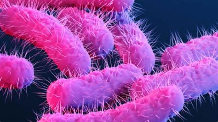 Shigellosis: what is it, how to prevent it