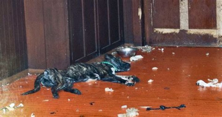 Sickening images show dead dog with its ribs showing through fur at squalid Ayrshire Ark kennels