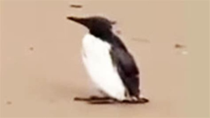 Stunned locals capture penguin waddling along UK beach