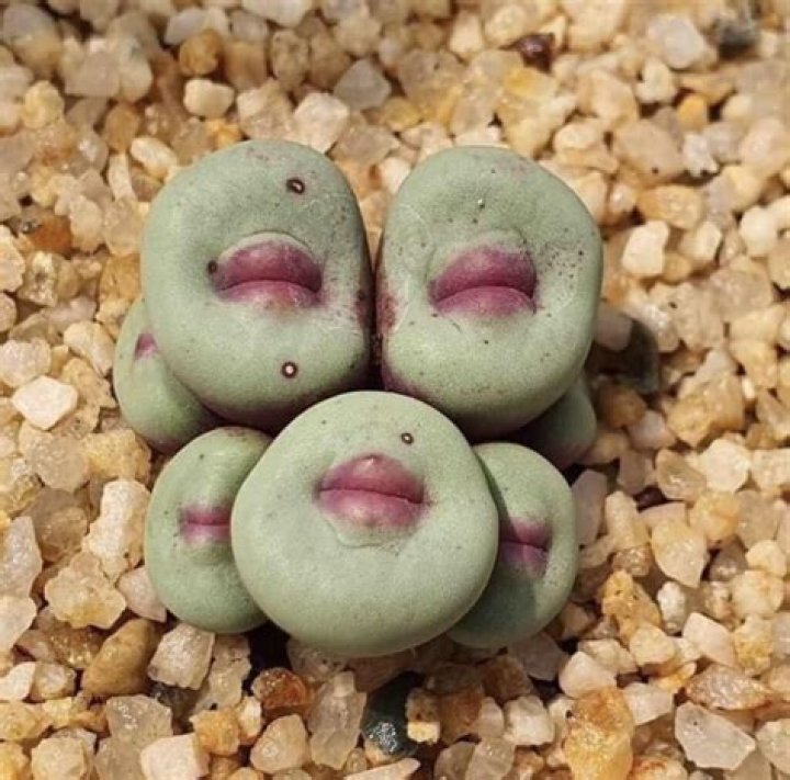 Succulent Lip Art Is A Thing Now & It's As Rad As It Sounds
