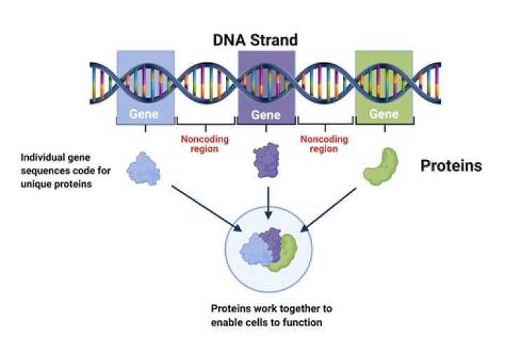 Supply Pod: All About Genetics and DNA