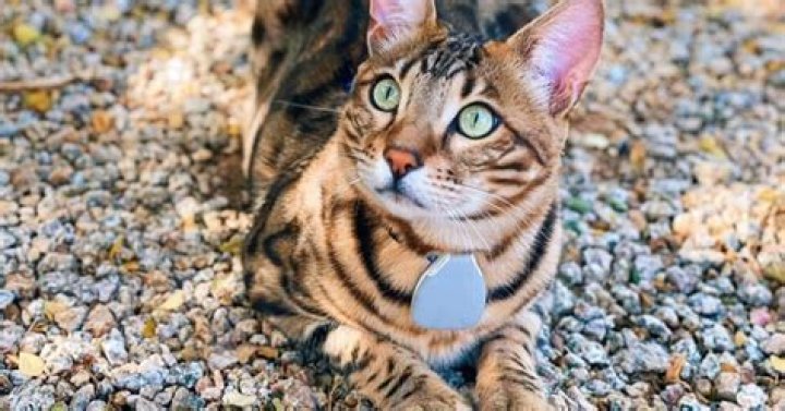 The 5 Best Cat Trackers
