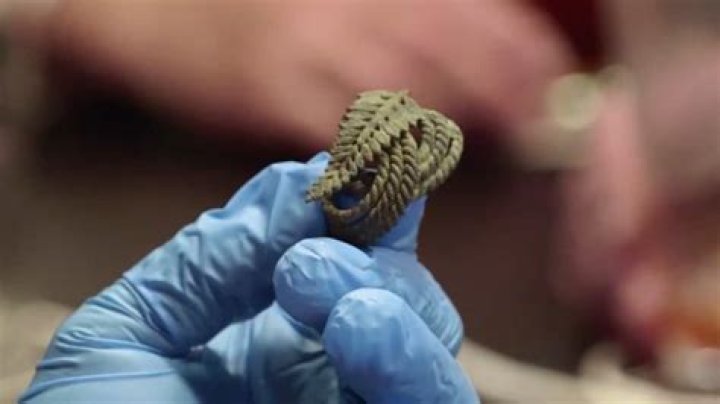 The Curse of Oak Island recap: Mysterious brooch could rewrite history