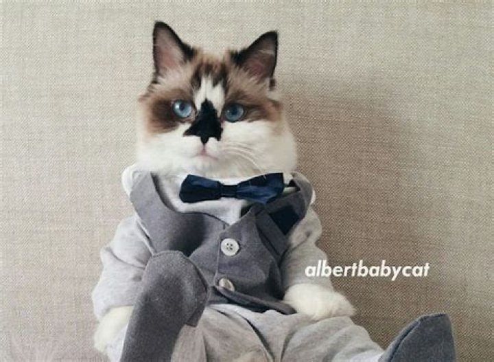 The Instagram Cat Who Dresses Better Than Most Guys Do