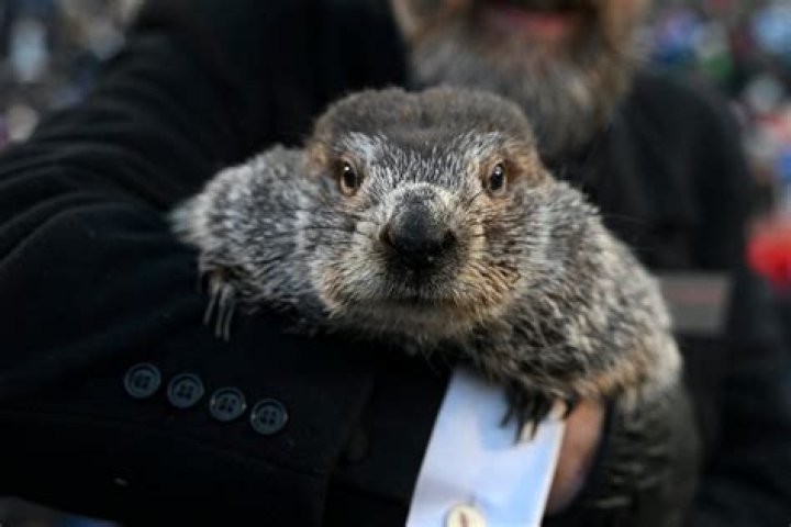 The origins of Groundhog Day and Punxsutawney Phil
