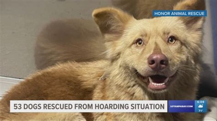 ‘The USDA failed.’ Pet rescuer blames ag dept. for Sherrard dog hoarding situation