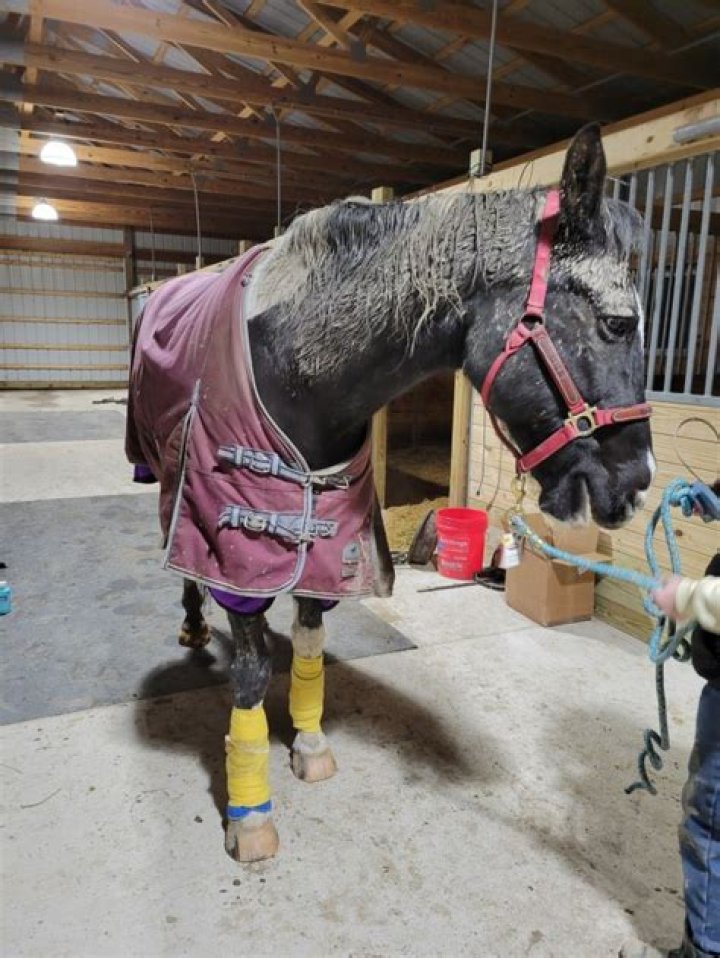 Therapy horse gets stuck in tree in Indiana