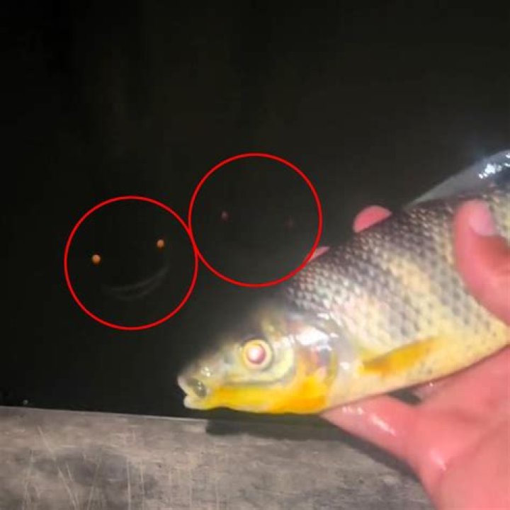 These creepy fish ‘with no eyes’ are freaking everyone out... so what ARE they?