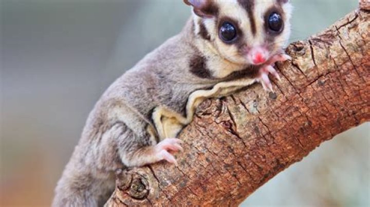 These surprising animals can legally be kept as pets in the UK but how many would you dare to have?