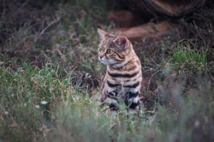 Utah zoo welcomes deadliest cat on the planet