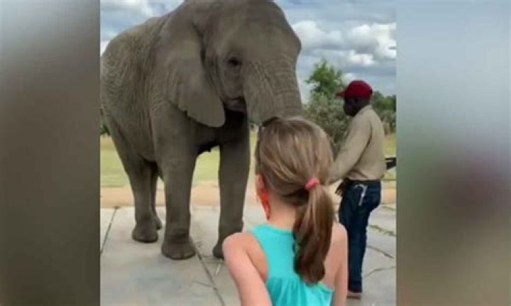 Video Of A Little Girl Mimicking Lion’s Roar Goes VIRAL; Know More About The Inspiring Story