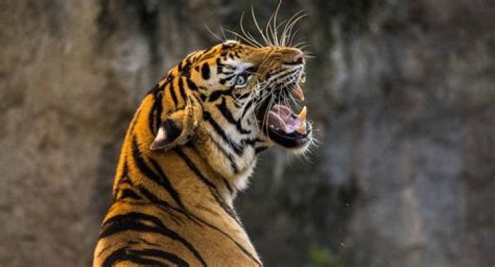 Video: Zoo tiger shot while biting man’s arm as he screams