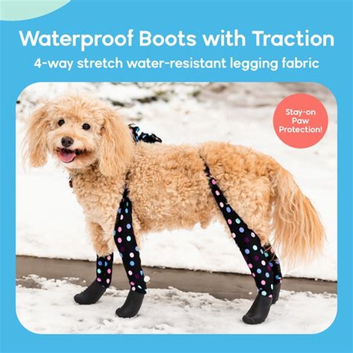 Walkee Paws on Shark Tank: Here’s what makes these dog leggings special and where to buy them