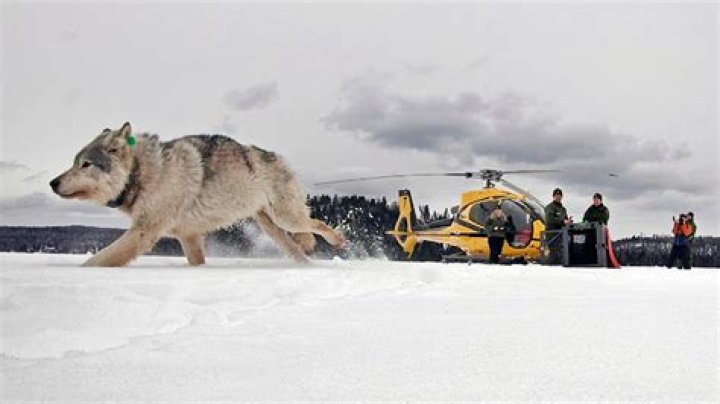 Warm weather forces park officials to suspend Isle Royale wolf count for first time in decades