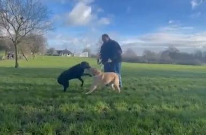 Watch the moment guide dog brothers reunite after 10 years
