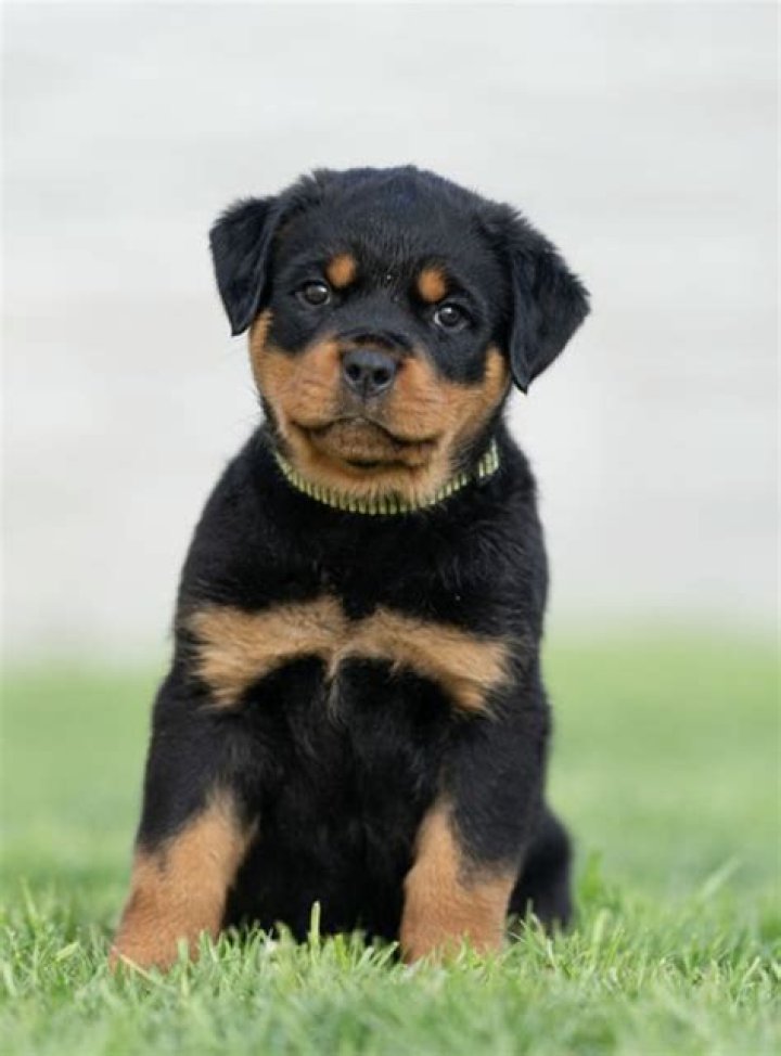 We bought a rottweiler puppy online but it grew up to be something COMPLETELY different…the size is the main thing