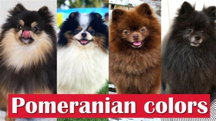 We spent more than £7k on 2 Pomeranians we spotted on Instagram but it turned into a nightmare - don't make our mistake