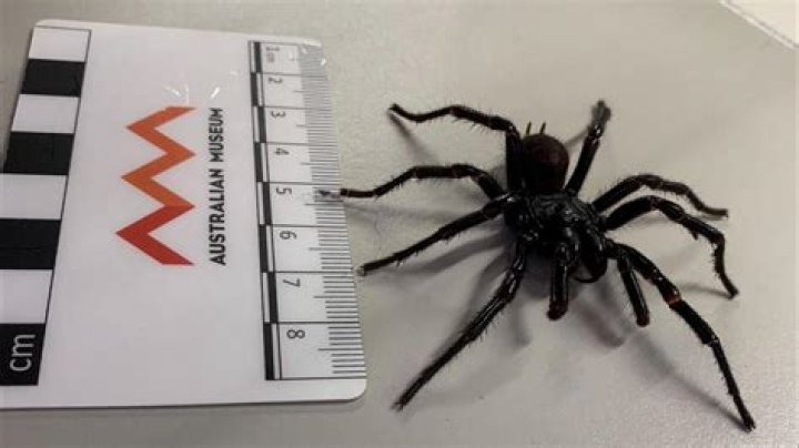 Web of terror! A species of spider that can leap 40 TIMES the length of its body has arrived in Britain