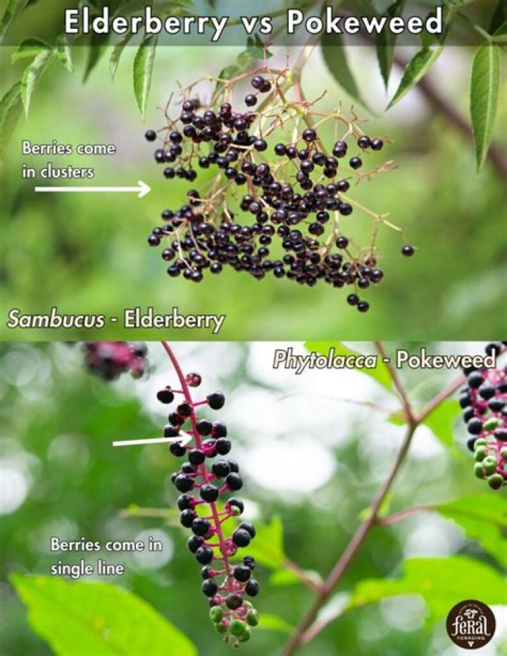 What animal eats elderberry bush?