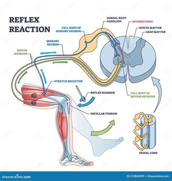 What are examples of spinal reflexes
