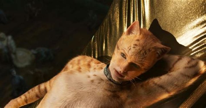 What Is A Jellicle Cat? This Is Just One Of MANY ‘Cats’ Mysteries
